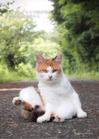 堂々ねこフォトカード3