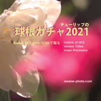 チューリップの球根ガチャ2021