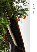 さつき