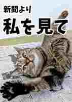 新聞猫まろさんフォトカード
