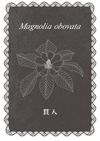 Magnolia obovata