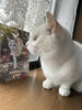 骨盤骨折猫ハルの健闘記