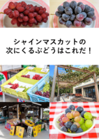 シャインマスカットの次に来るぶどうはこれだ!