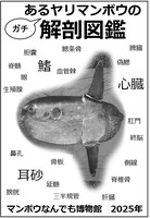 あるヤリマンボウのガチ解剖図鑑