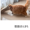 覆面ぽんきち