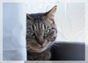 猫短歌ポストカード