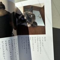 おやまのこタヌ