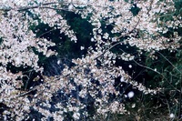 望郷