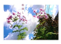 秋探し