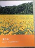 夏の坂