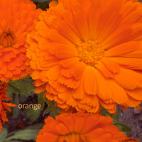 orange