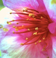 bloomy!