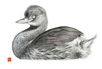 野鳥のポスカ 鉛筆画