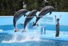 水族館浴の可能性