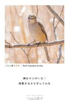 獣写真葉書