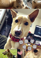 朝、起きたら君がいる (エッセイ/写真集)