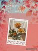 「星屑と人魚 vol.11」