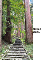 東北ツメコミ旅。