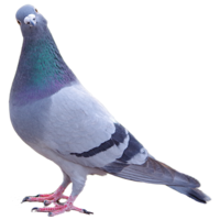 鳩のアクリルキーホルダーC