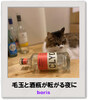 毛玉と酒瓶の転がる夜に