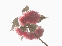 夢幻 無限