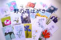 野の花絵はがき
