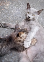 堂々ねこフォトカード2