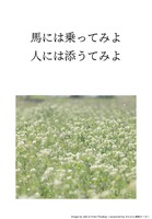 馬には乗ってみよ 人には添うてみよ