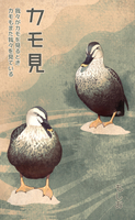 カモ見