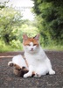 堂々ねこフォトカード3