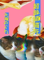超躁猫猫死