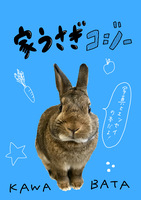 家うさぎコジー