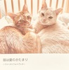 猫は愛のかたまり