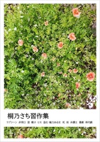 桐乃さち習作集