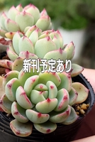 新刊予定あります