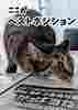 新聞猫まろさんフォトカード3