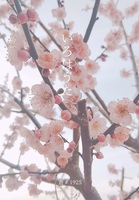 いろはうた