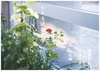 かえる詩会弐号