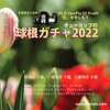 チューリップの球根ガチャ2022