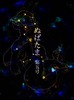 ぬばたま第五号