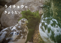 ライチョウのきょうだい