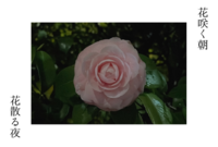 【取り置き特典】花咲く朝 花散る夜