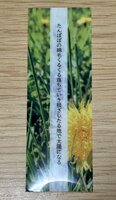 栞「たんぽぽ」