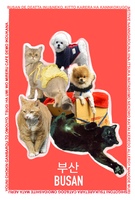 釜山で出会った猫&犬ポストカード
