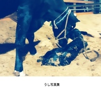 うし写真集