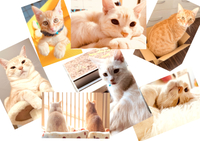 猫雑貨・ポストカード