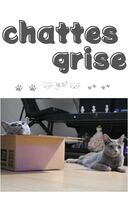 chattes grise