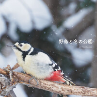 野鳥と冬の公園 in Hokkaido