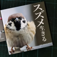 スズメ 生きる