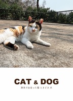 CAT&DOG 旅先で出会った猫 ときどき犬